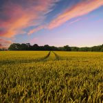 Jakie fungicydy i herbicydy warto stosować w uprawach